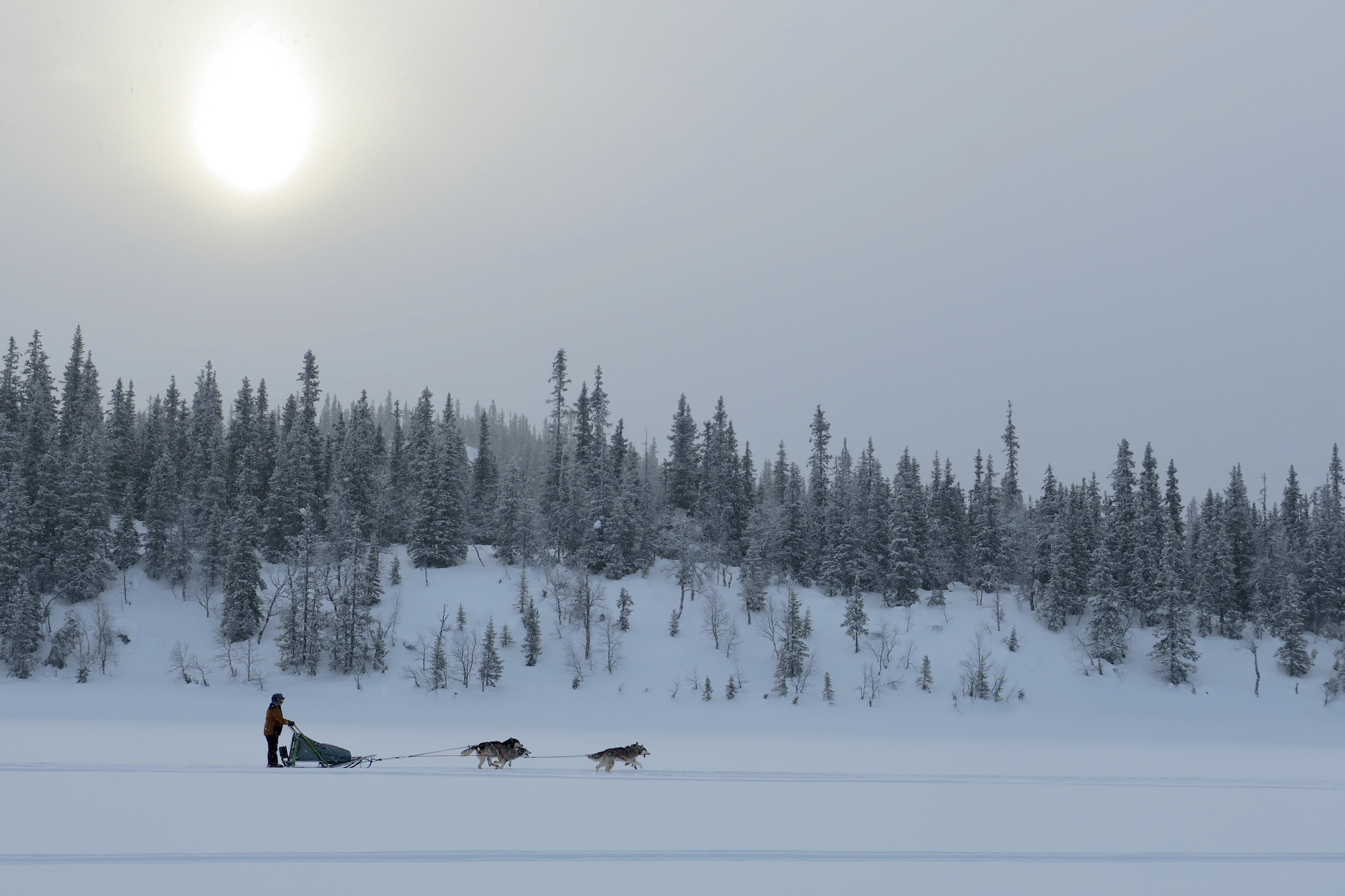 Dog sledding
Hundspann
Hundeschlitten
Lappland
Basecamp Norråker
Musher